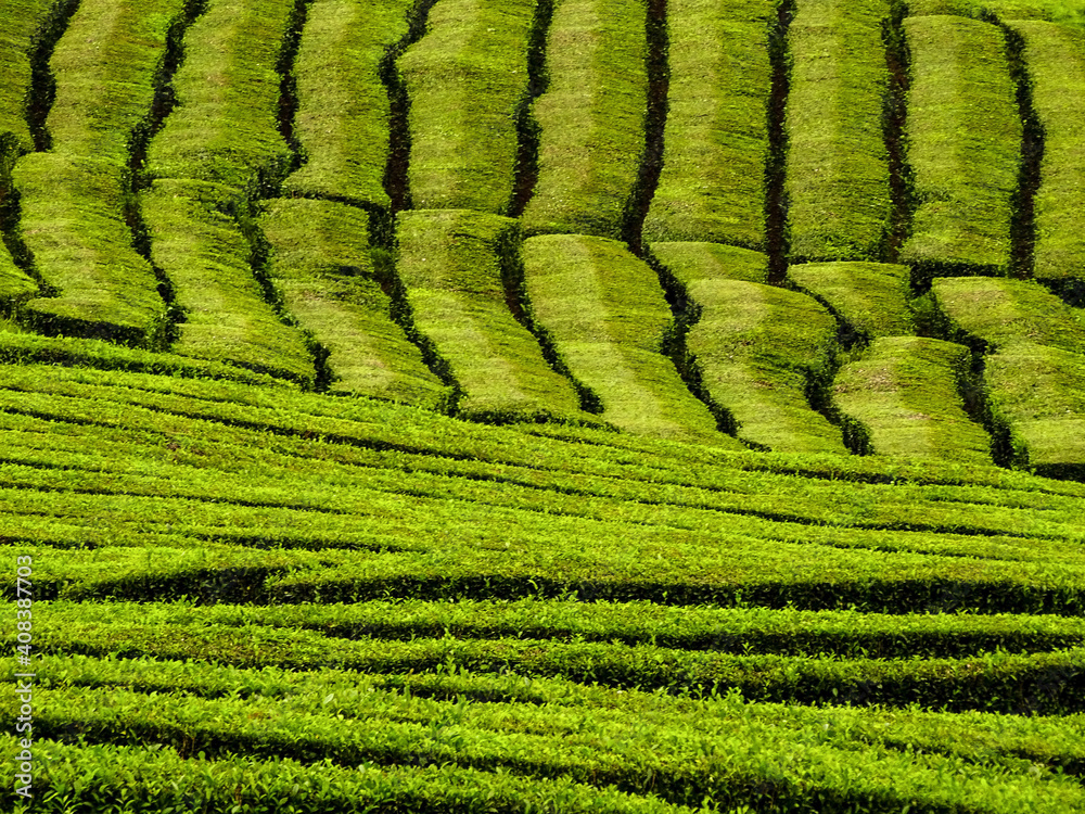 Tea plantation in Europe, Sao Miguel island, Azores, camelia sinensis. Tea plantation in Europe, Sao Miguel island, Azores, camelia sinensis.