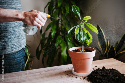 Man watering avocado plant with spray bottle while standing at home