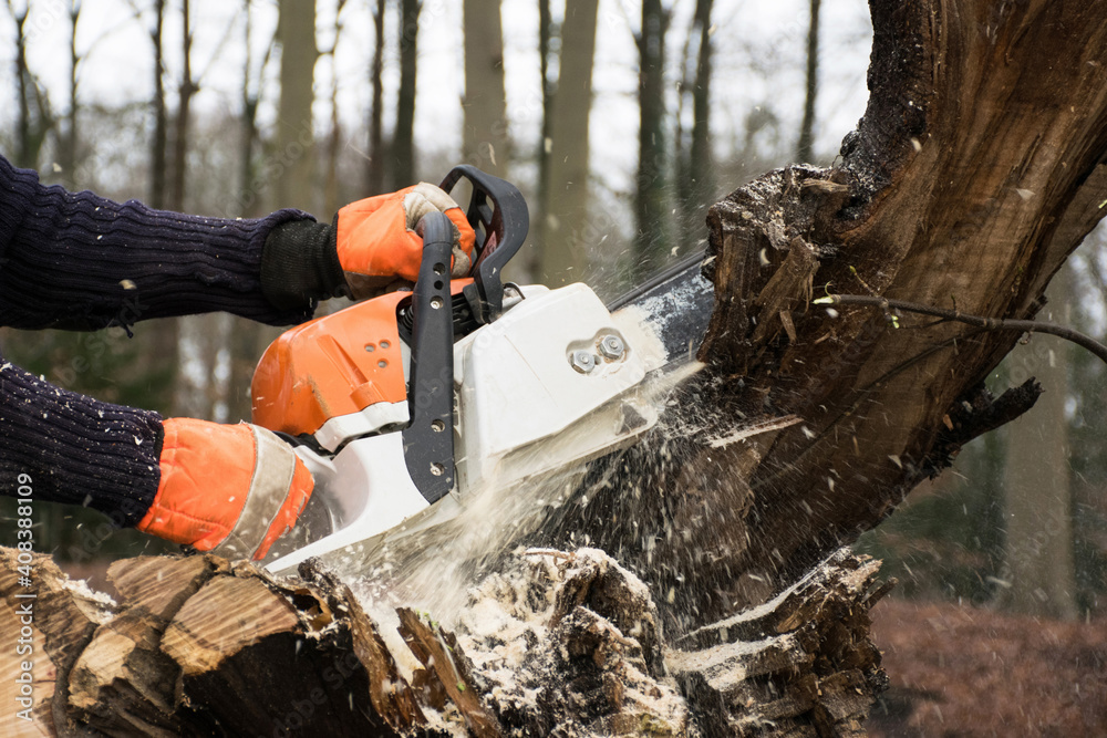 chainsaw cutting tree. Man at work holding chain saw cutting off a branch of a dead tree for firewood. Outdoor lumberjack working. Wood cutting equipment. Action scene dangerous job.