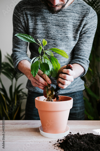 Man putting mud in flower pot while planting avocado plant at home