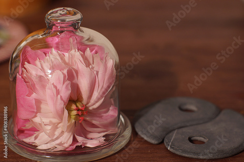 Fototapeta Naklejka Na Ścianę i Meble -  a pink peony flower covered with a glass cover next to the yin-yang stones