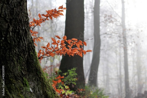 Autumn in the forest. Deep autumn a foggy forest. photo