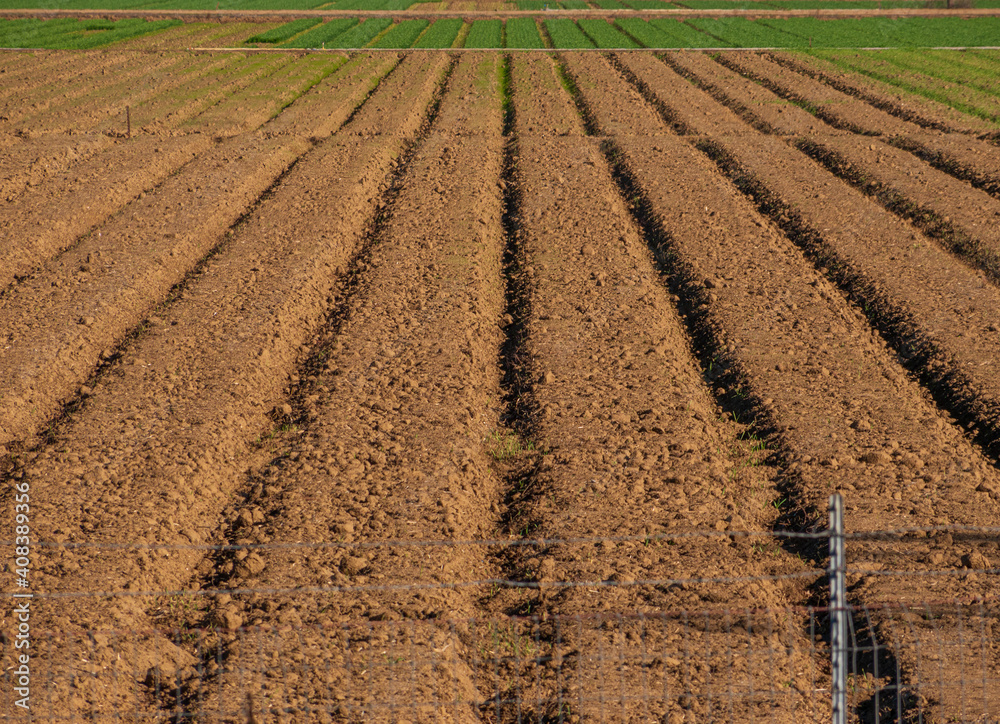 Rows of crops lined up near Davis 4 Rows of crops lined up near Davis 4