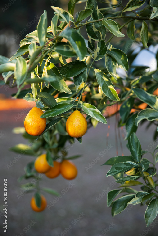 Small kumquat tree with leaves in a home backyard