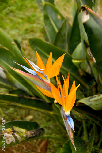 "Strelitzia" or "Bird of Paradise" flower, which is the national emblem of Madeira, Portugal