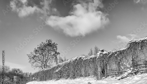 Grodno. Belarus. Winter landscape with a snow-covered fence and a lonely tree against the sky with clouds. Black and white version.