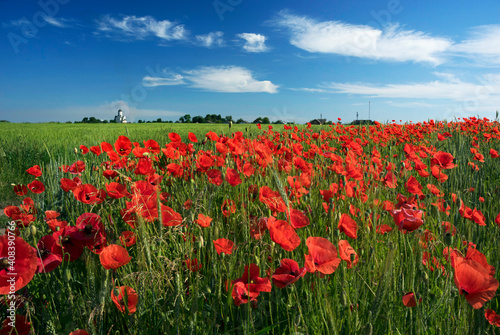 Poppies in the fields of France