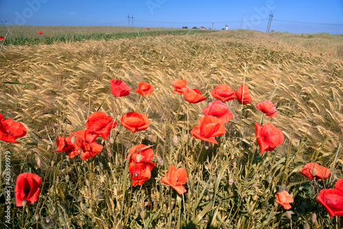Poppies in the fields of France