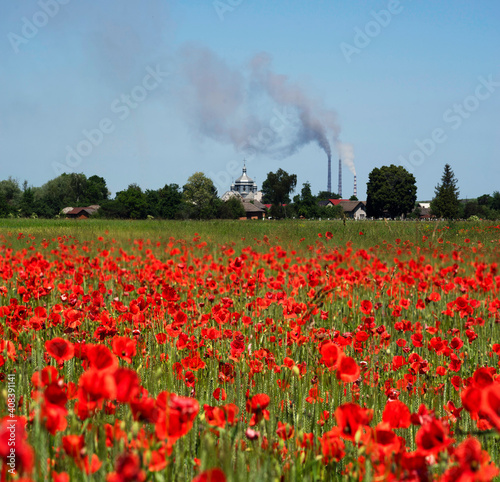 Poppies in the fields of France