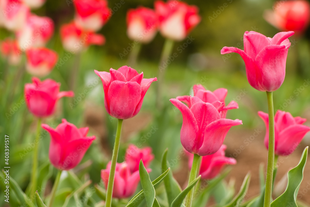 pink tulips close up on a green background