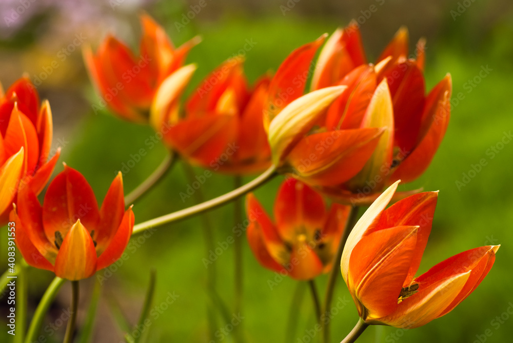 orange tulips close up on a green background orange tulips close up on a green background