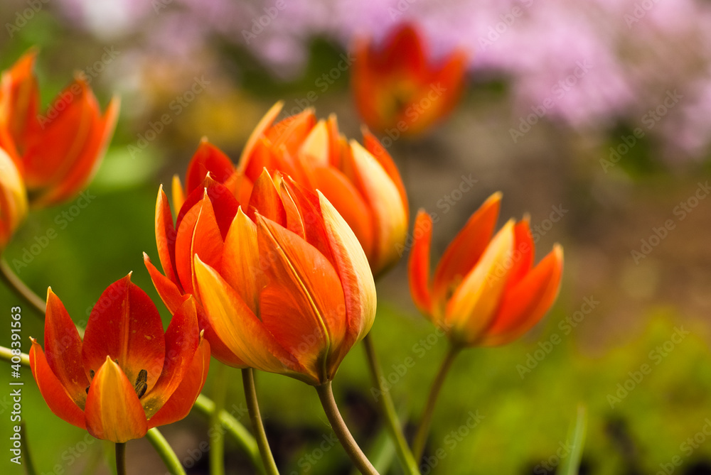 orange tulips close up on a green background orange tulips close up on a green background