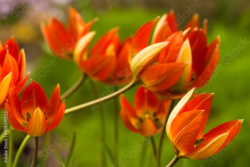 orange tulips close up on a green background