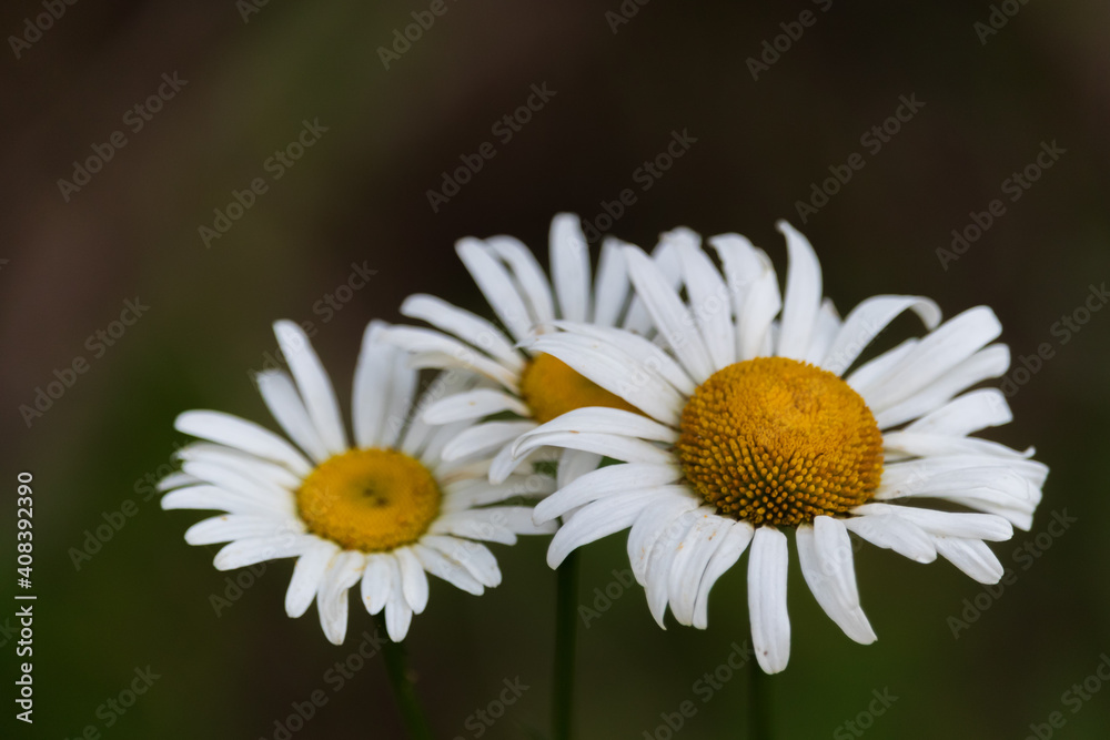 Obraz premium Daisies flower close-up