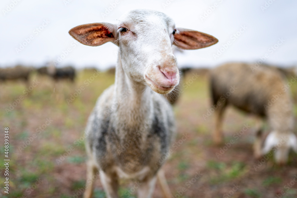 Portrait of sheared sheep standing outdoors Portrait of sheared sheep standing outdoors
