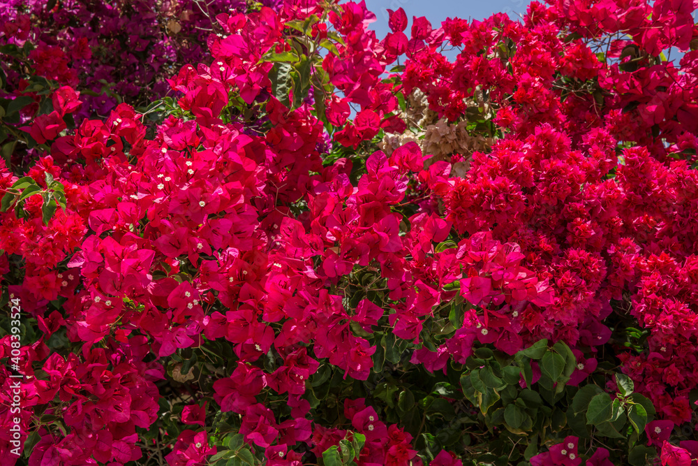Many Flowers Of A Red Bougainvillea