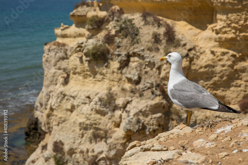 Rocky Coast On The Algarve With Standing Gull, Algarve, Portugal, Europe