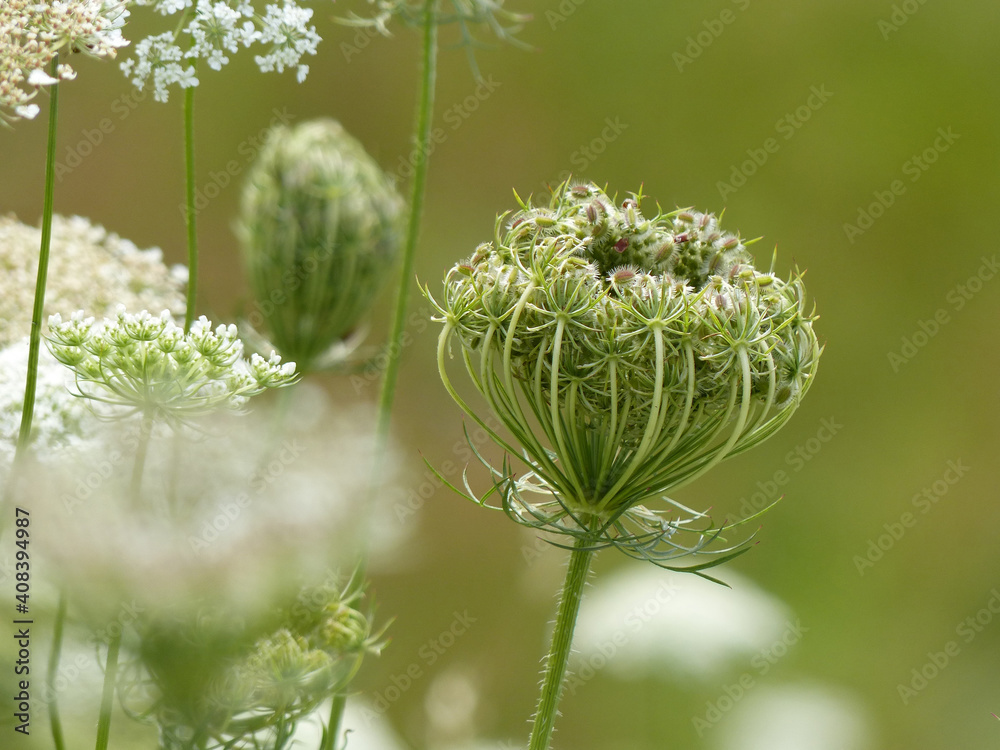 Wild Carrot, Daucus Carota