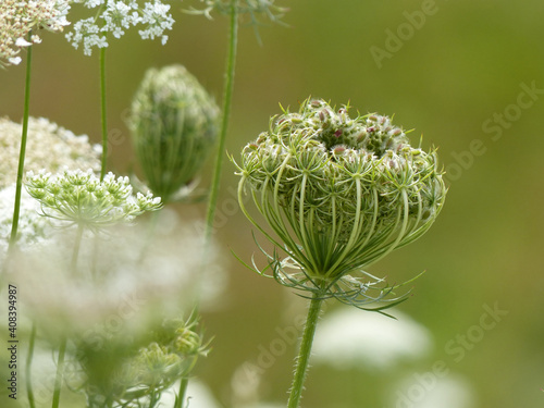 Wild Carrot, Daucus Carota photo