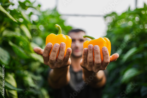 Male farmer holding fresh harvested yellow bell peppers while standing at greenhouse