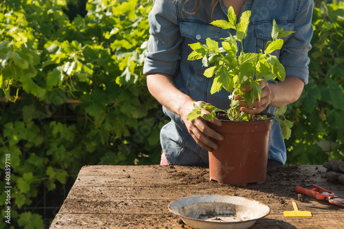 Woman transferring peppermint in potted plant in garden on sunny day