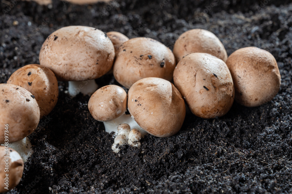 Brown champignons mushrooms growing in underground caves in Kanne, Belgium Brown champignons mushrooms growing in underground caves in Kanne, Belgium