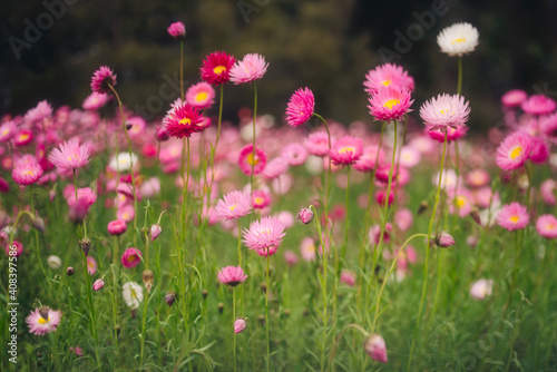Field of everlasting paper daisies in spring