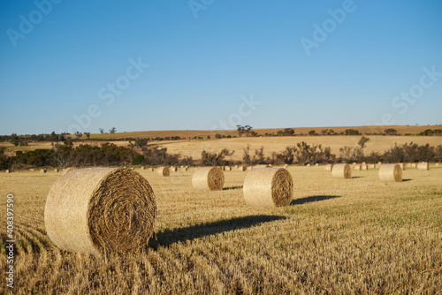 Bales of hay in a paddock after being rolled. photo