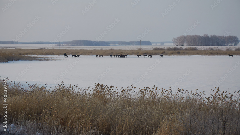 herd of horses in winter 