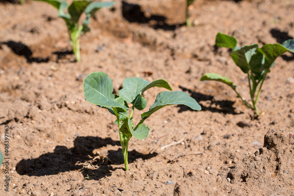 Small broccoli plants in soil