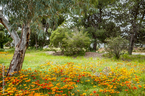 Bright red yellow and orange gazania flowers flowering under a gum tree