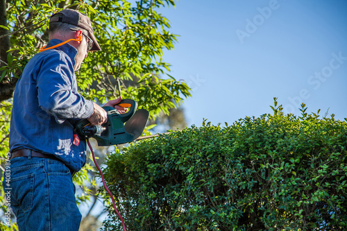 Man on a ladder trimming a hedge