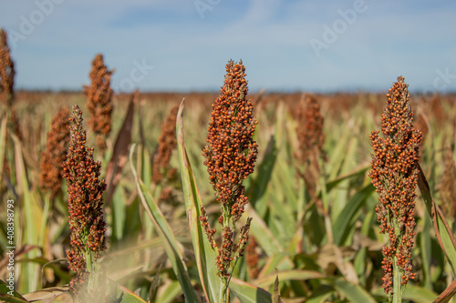 Trio of sorghum seed heads