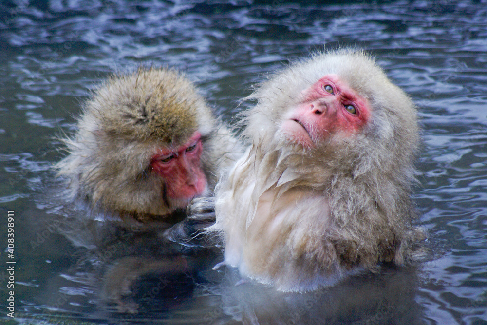 Naklejka premium Japanese macaques (snow monkeys) bathing and grooming in hot spring, Jigokudani, Yamanouchi, Nagano, Honshu, Japan