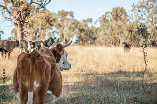 Brown and white cow with horns in a paddock