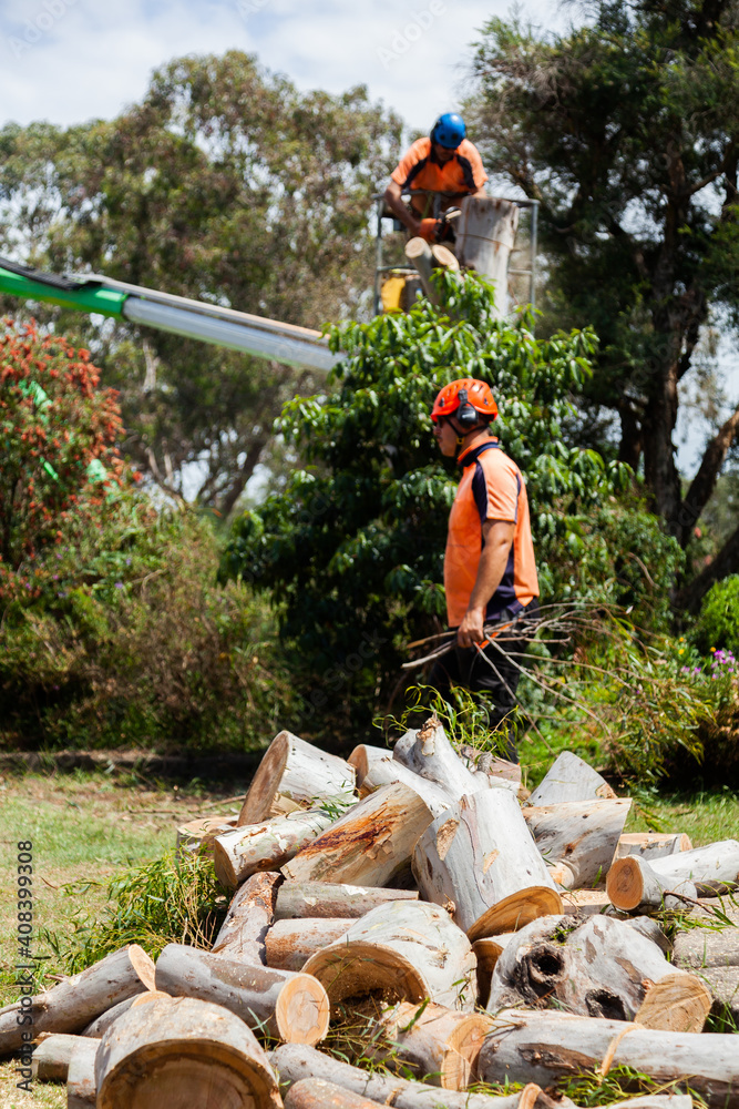 Arborist and workman felling tree and carrying logs of wood to pile Arborist and workman felling tree and carrying logs of wood to pile