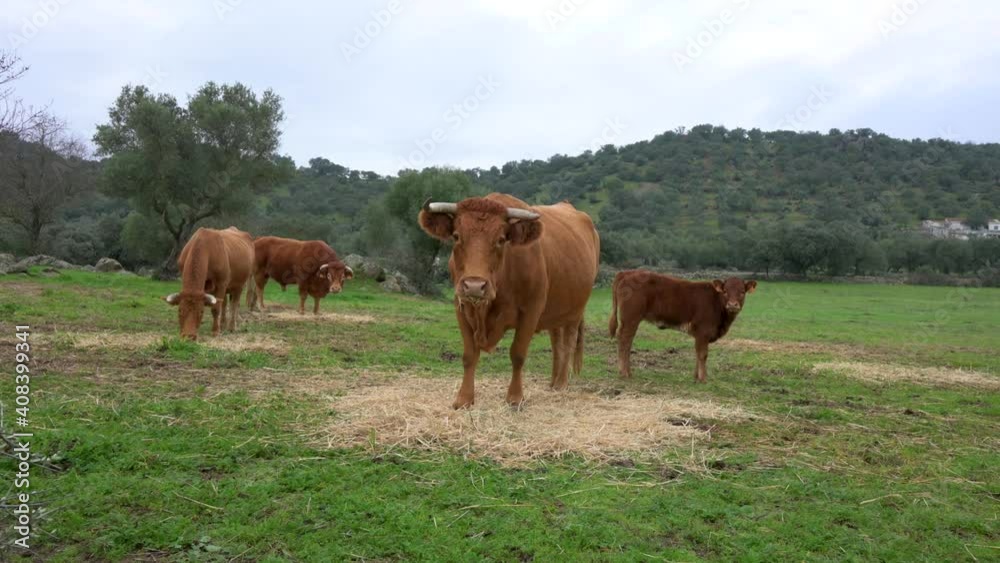Limousin cows, a bull and a calf eating hay in the meadow of Extremadura, Spain Limousin cows, a bull and a calf eating hay in the meadow of Extremadura, Spain