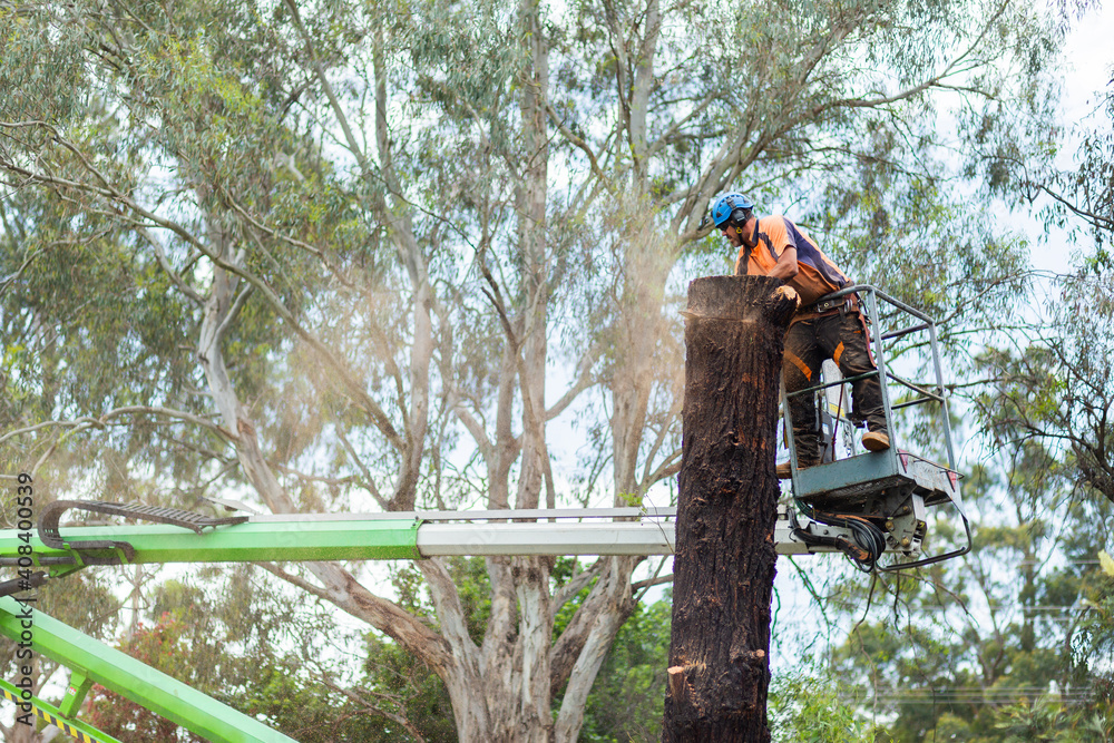 Worker felling a tree in rural residential garden from a cherry picker Worker felling a tree in rural residential garden from a cherry picker