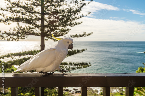 cockatoo on balcony at beach house photo