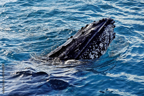 Humpback whale adult surfacing (Megaptera novaeangliae), Hervey Bay photo