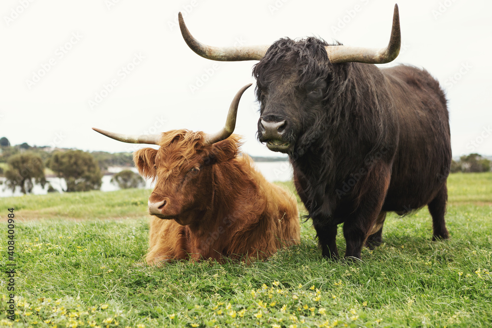 Close up of Highland cattle at Phillip Island in Victoria