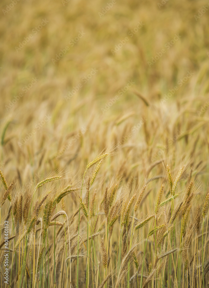 Seed-heads of cereal crop (wheat or triticale) Seed-heads of cereal crop (wheat or triticale)
