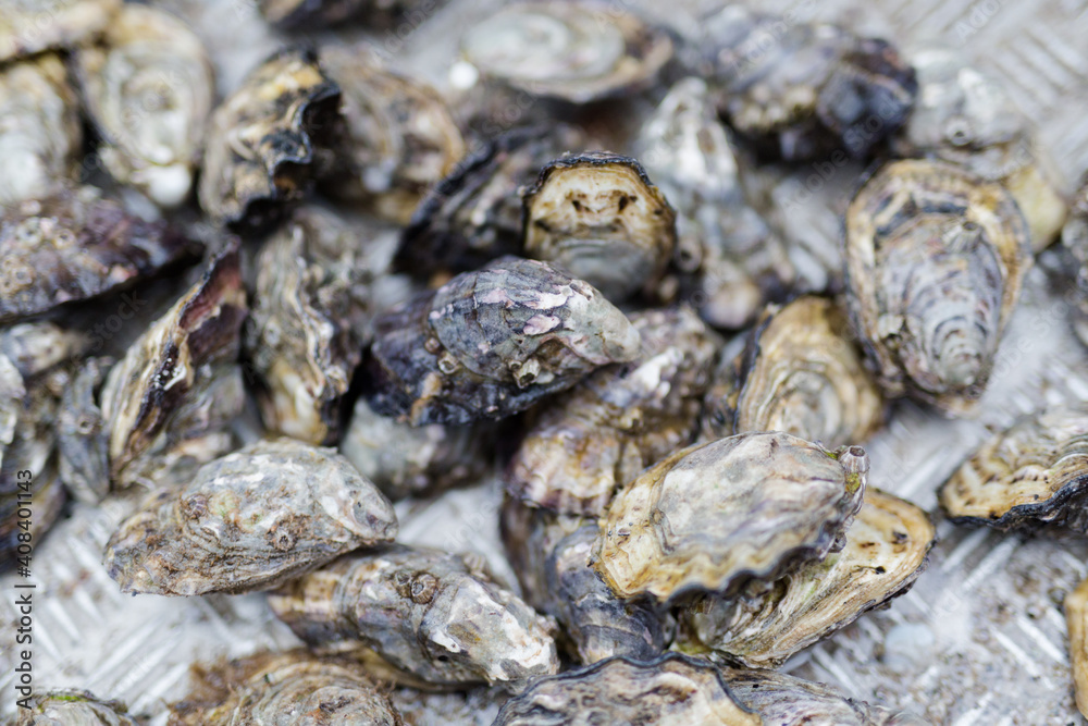 pacific oysters on the deck of an oyster boat pacific oysters on the deck of an oyster boat