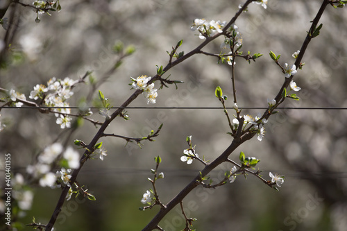 Plum blossom on a trellis in an orchard photo