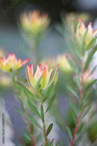 Close up of Leucadendron plant photo