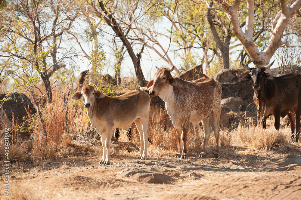 Brahman cattle in the Kimberley Brahman cattle in the Kimberley