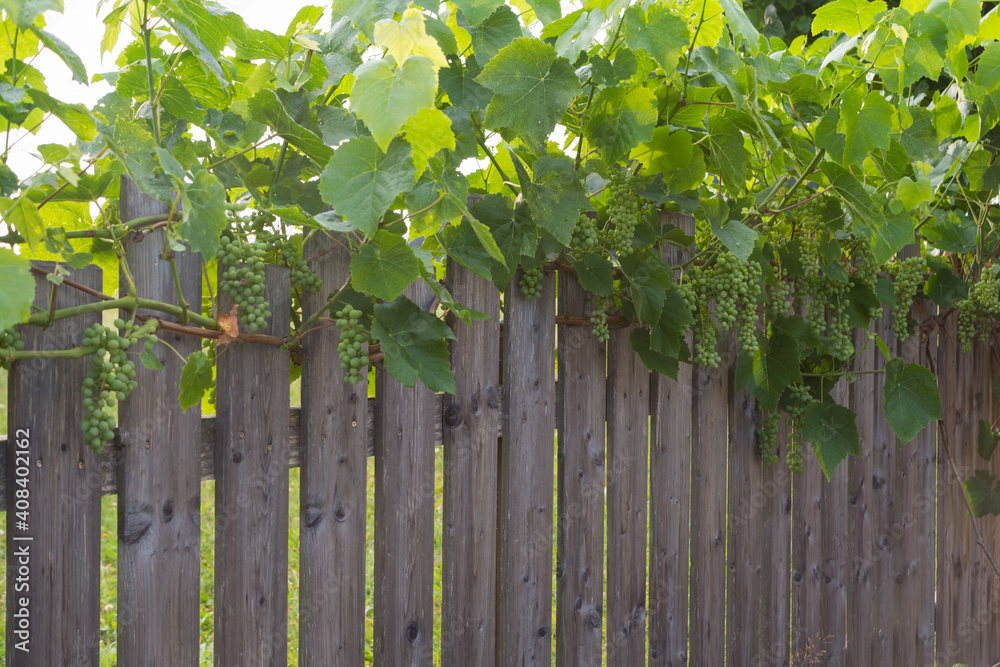 Fototapeta premium Green Grapes Along A Garden Fence