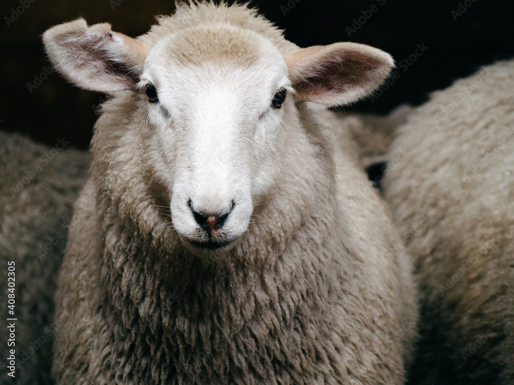 Cute new seasons lamb ready for his shearing time haircut Cute new seasons lamb ready for his shearing time haircut