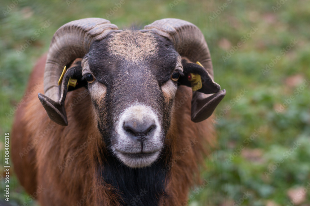 Mouflon Ram Looks Head-on Into The Camera Mouflon Ram Looks Head-on Into The Camera
