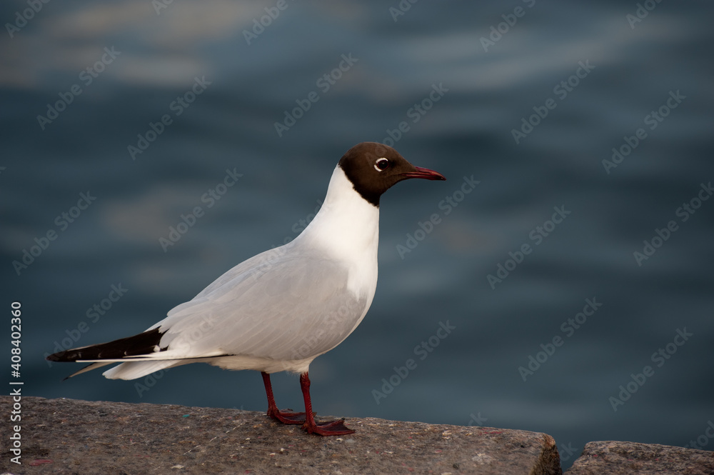 Black headed gull enjoying the sea view in Stockholm Black headed gull enjoying the sea view in Stockholm